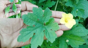 Bitter Gourd Leaves : కాక‌ర ఆకుల వ‌ల్ల క‌లిగే లాభాలు తెలిస్తే.. అస‌లు విడిచిపెట్ట‌రు..!