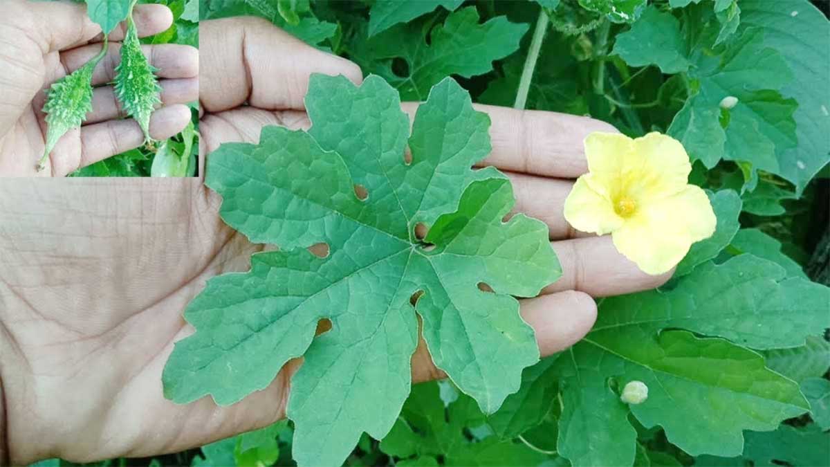 Bitter Gourd Leaves can be helpful in these health conditions 