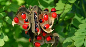 Gurivinda Seeds : గురివింద గింజ‌ల‌తో ఎన్నో ఉప‌యోగాలు.. తెలిస్తే వెంట‌నే ఇంటికి తెచ్చుకుంటారు..!