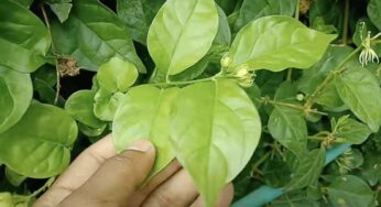 Jasmine Leaves : ముఖంపై ఉండే అన్ని ర‌కాల మ‌చ్చ‌లు త‌గ్గాలంటే.. మ‌ల్లె చెట్టు ఆకుల‌తో ఇలా చేయాలి..!