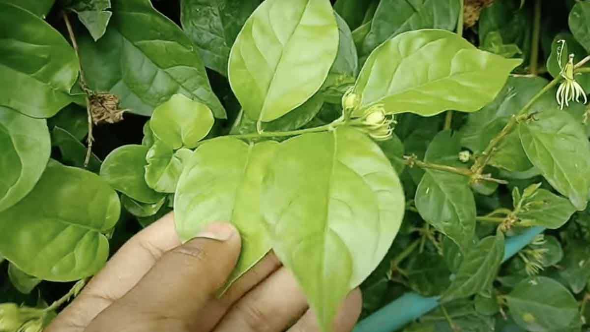 use Jasmine Leaves  in this method to remove marks on face 