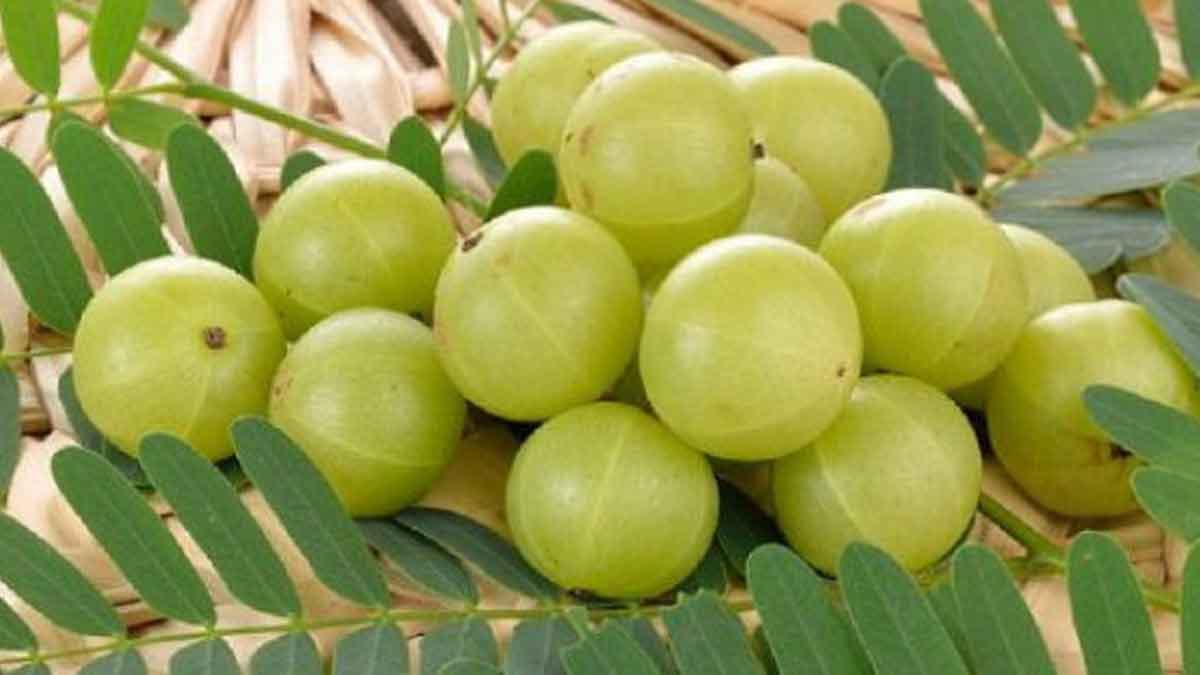 Amla benefits must take them in this season 