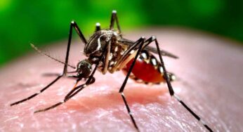 Mosquitoes : ఈ సింపుల్ చిట్కాతో దోమలను నిమిషాల్లో తరిమేయండి..!