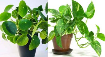 Vastu Plants : ఇంట్లో ఈ రెండు మొక్క‌ల‌ను పెంచుకోండి.. ధ‌నం ప్ర‌వాహంలా వ‌స్తుంది..