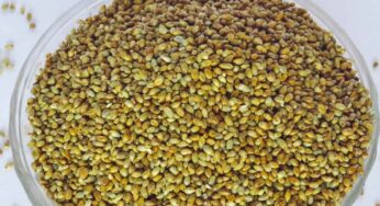 Pearl Millets : రోజూ రాత్రి అన్నంకు బ‌దులుగా వీటిని తినండి.. ఎన్నో లాభాల‌ను పొంద‌వ‌చ్చు..!