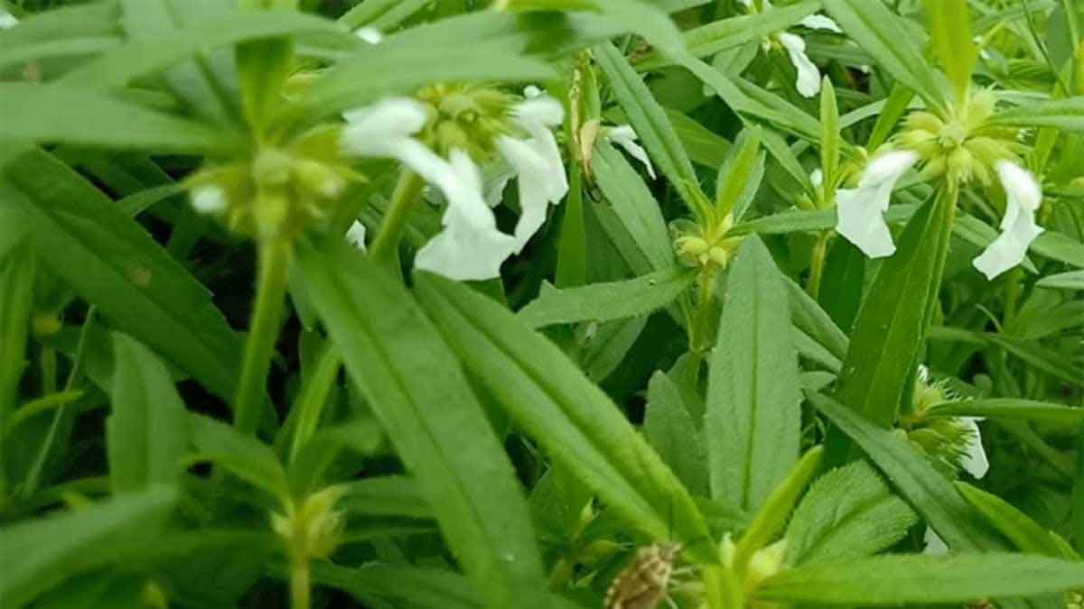 Thummi Plant benefits must take this to your home 