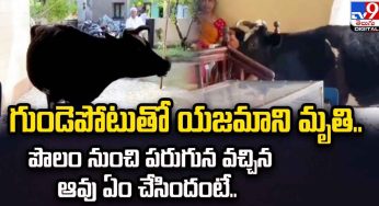 Cow : యజ‌మాని మృతితో ప‌రుగున వ‌చ్చేసిన ఆవు.. ఏం చేసిందంటే..!